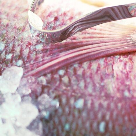 Roslevisontschubbermetophangoog21cm-1.jpg Roslevisontschubbermetophangoog21cm-1.jpg